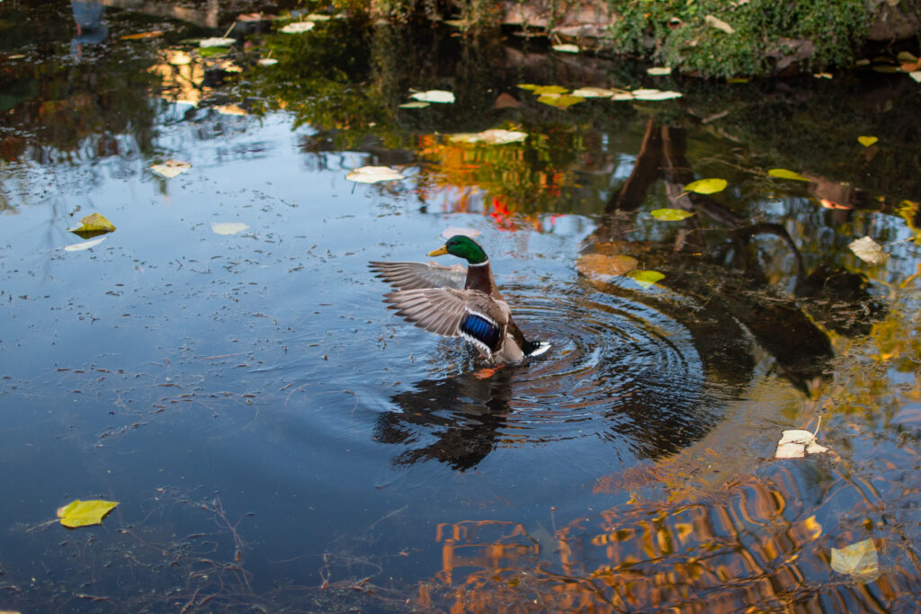 mallard duck in action